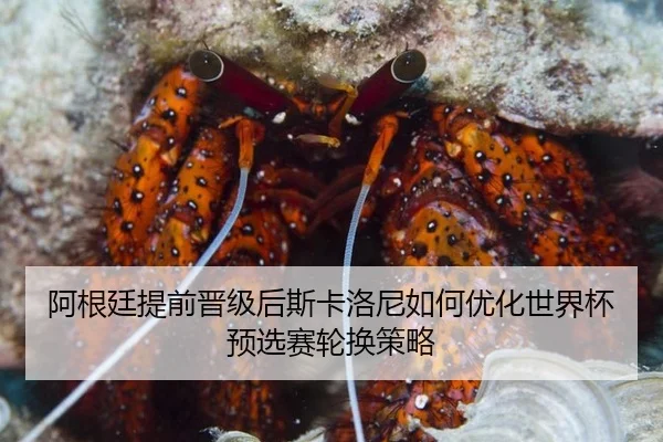 阿根廷提前晋级后斯卡洛尼如何优化世界杯预选赛轮换策略